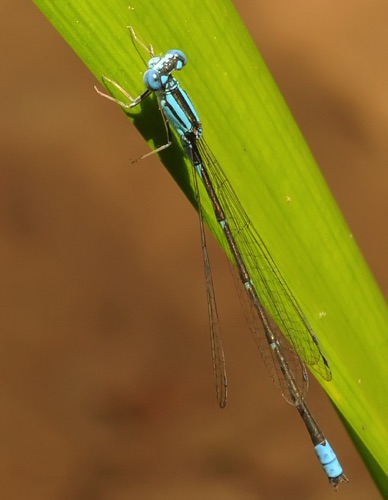 Male
2014_07_01_Chattooga